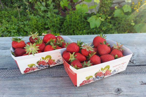 Erdbeeren 
